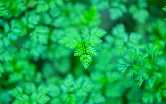 古诗词里纳凉,诗词夏季乘凉