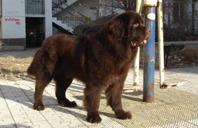 新疆发现名贵品种狗,世界上最好看的10种狗动物