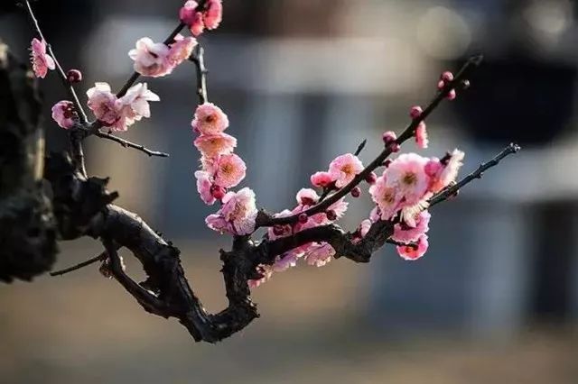 在上海拥有这样一个露台多幸福,在上海有一种温暖叫邻里互助