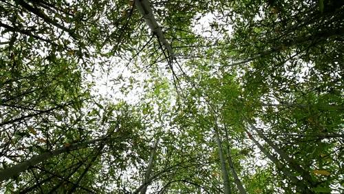 真正的奢华,真正的高贵是低调的奢华