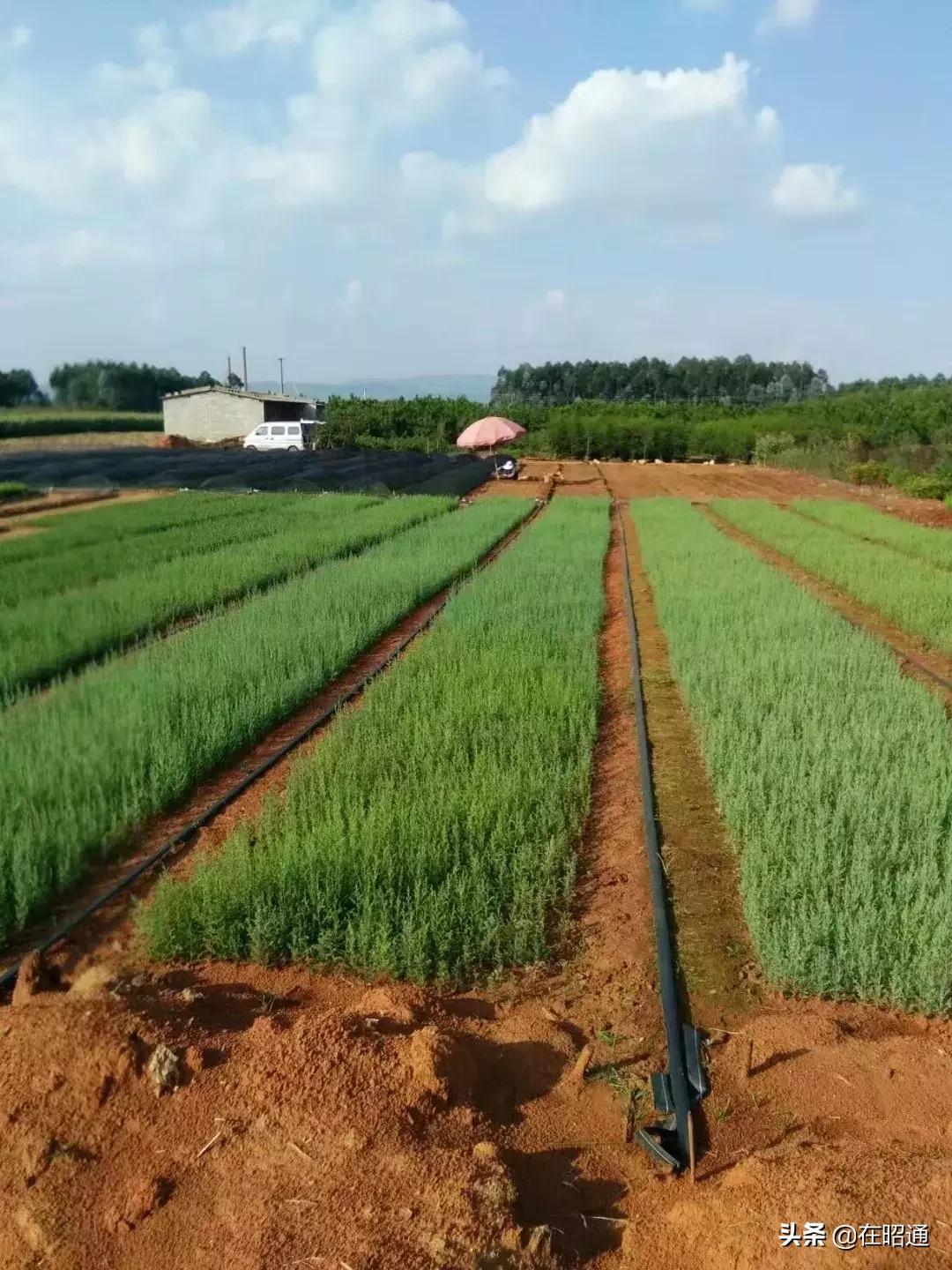 昭通陈正荣：栽上“致富苗”，点燃2000户村民脱贫希望！