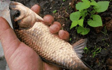 水里的鱼类，为啥爱吃蚯蚓？难道是水草吃多了，想吃肉？