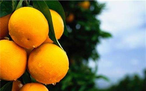 春咳吃什么水果止咳效果好,天气干燥咳嗽吃什么最降火