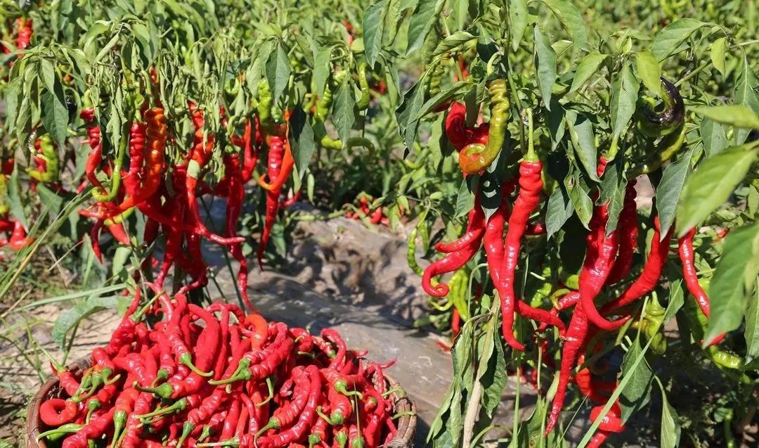 甘肃人爱吃盐,甘肃人喜欢吃辣吗