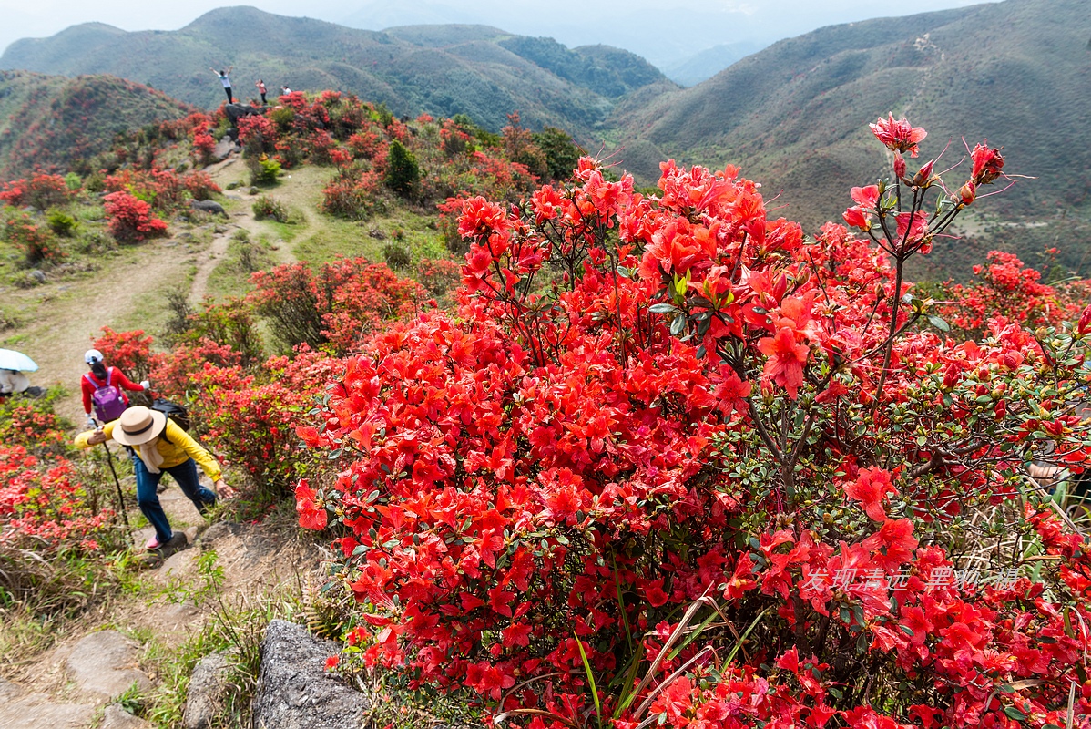 走最远的路,航拍广东最壮美的野生杜鹃花海