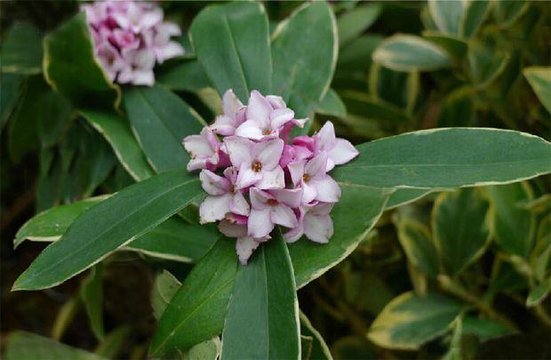 瑞香浇水多了烂根萎蔫咋回事,瑞香冬天叶子下垂怎么补救