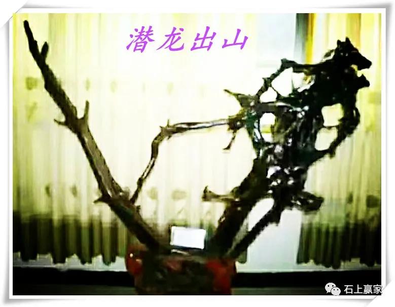 金丝楠乌木根艺组合图片,金丝楠乌木根艺家具