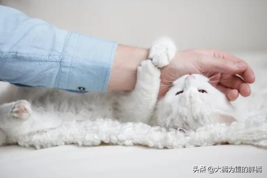 猫咪突然咬你的鞋子很凶,猫咪突然咬你脸