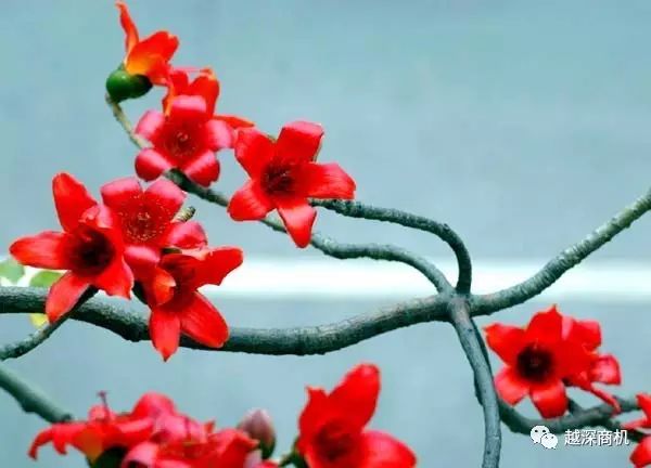 中国各大城市市花介绍,全国56市市花太美了的视频