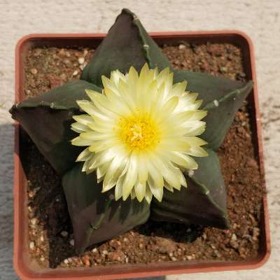 仙人掌开花美图,仙人掌介绍60多种独特的仙人掌