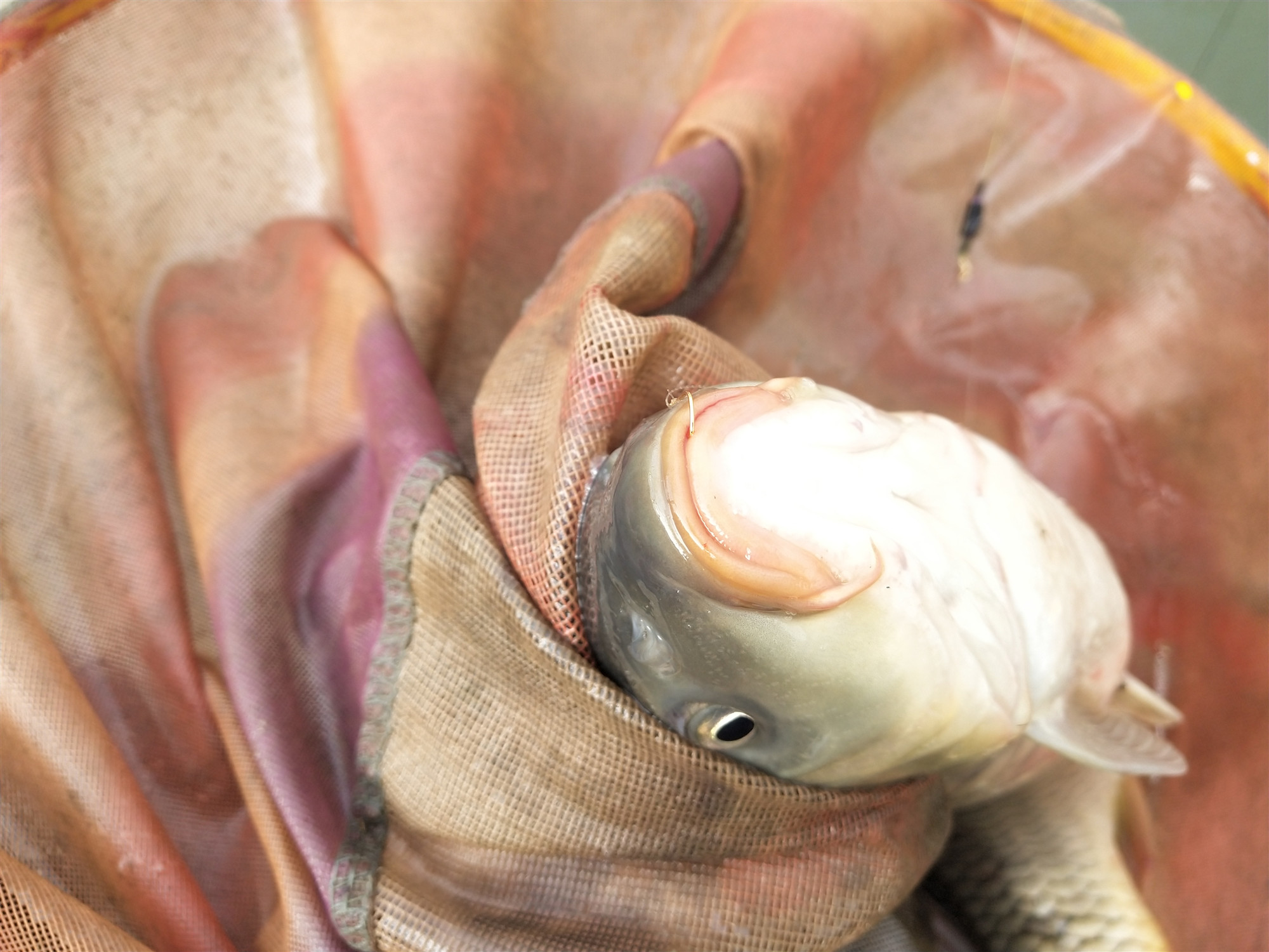 什么鱼钩钩型最好,野钓适合用哪种鱼钩钩型