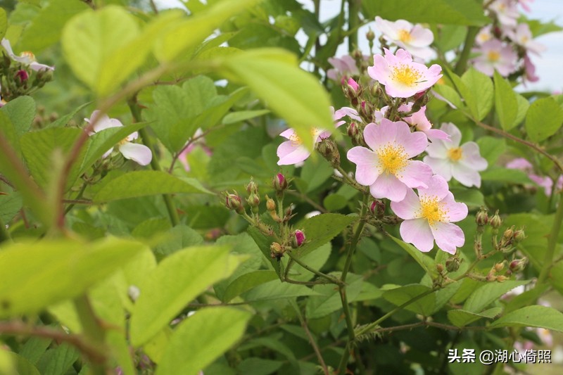 光圈焦距与景深虚化效果,焦平面和景深