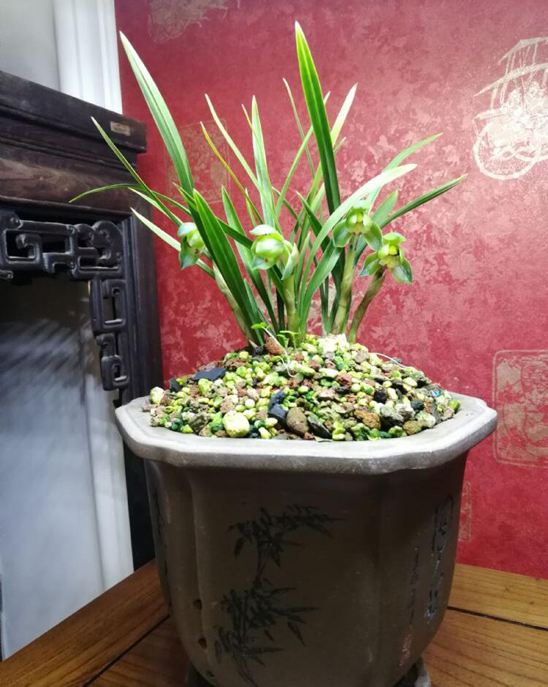 怎样选好兰花品种视频,怎样从兰花芽选择好的兰花