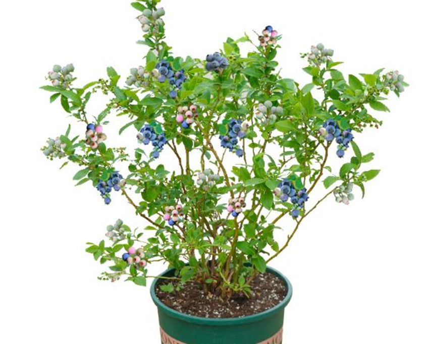 栽各种果树,20种适合栽在家的果树