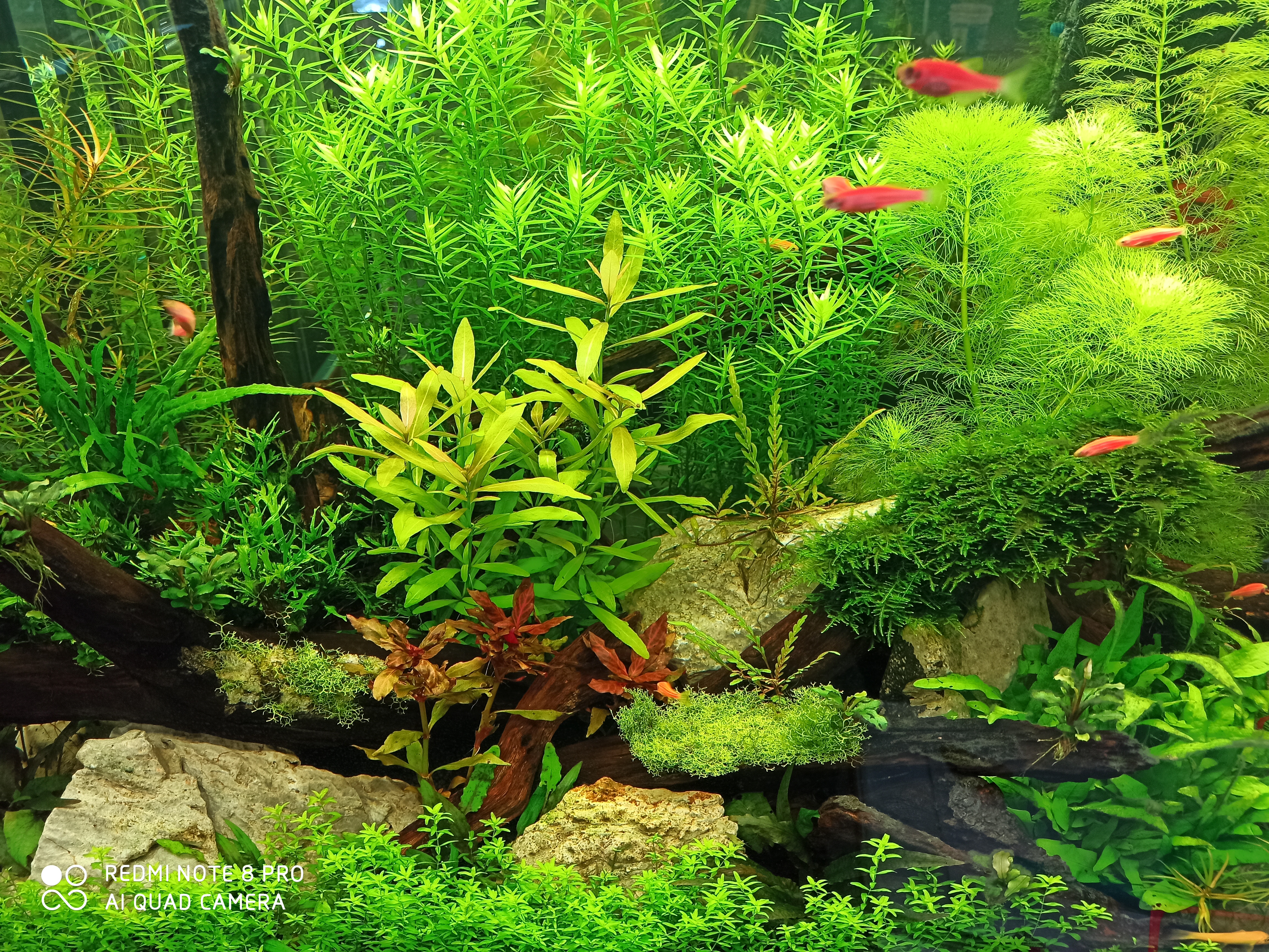 水草缸如何养虾和鱼,水草缸养好水草