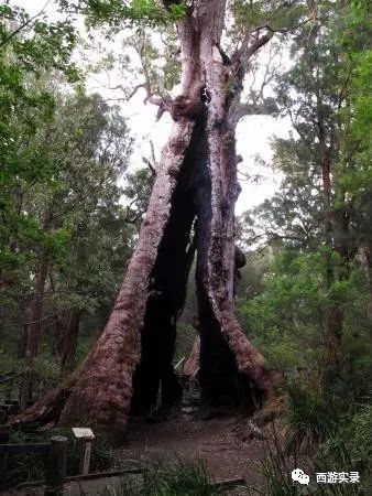涓浗浜哄湪婢虫床鑷┚,涓浗灏忎紮鍘绘境澶у埄浜氳嚜椹炬父
