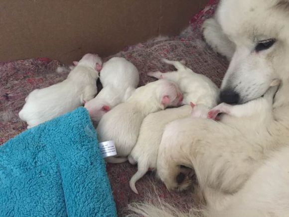 宠物养护知识：狗狗爱舔东西可能健康有问题，特别是舔屁屁