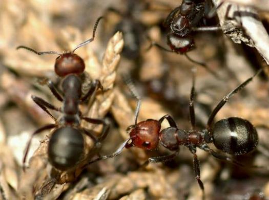 蚂蚁个头很小,蚂蚁为什么会咬人呢