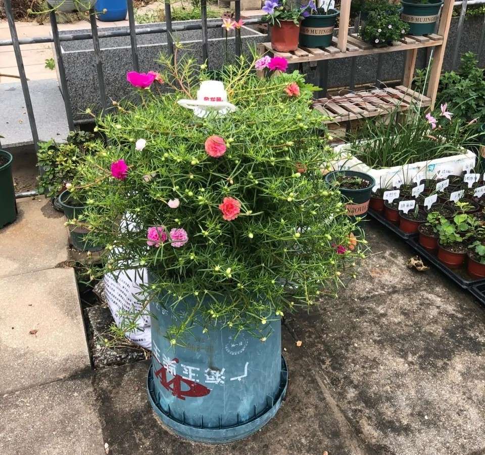 发酵的淘米水臭了可以种菜吗,淘米水发酵后臭的能用吗