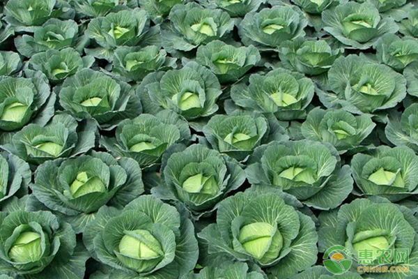 冬天包菜可以放纸箱子贮藏吗,包菜种植时间