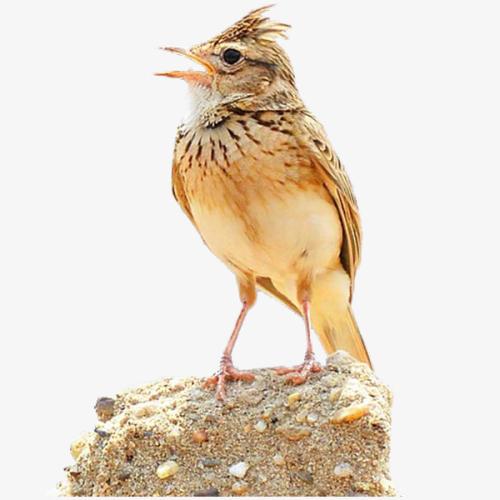 百灵鸟的故事大全,百灵鸟的故事300字