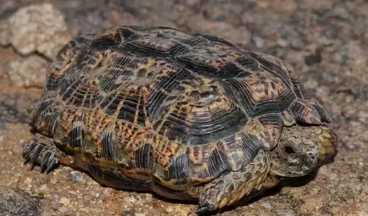 各种龟类图片大全大图,龟类展示会