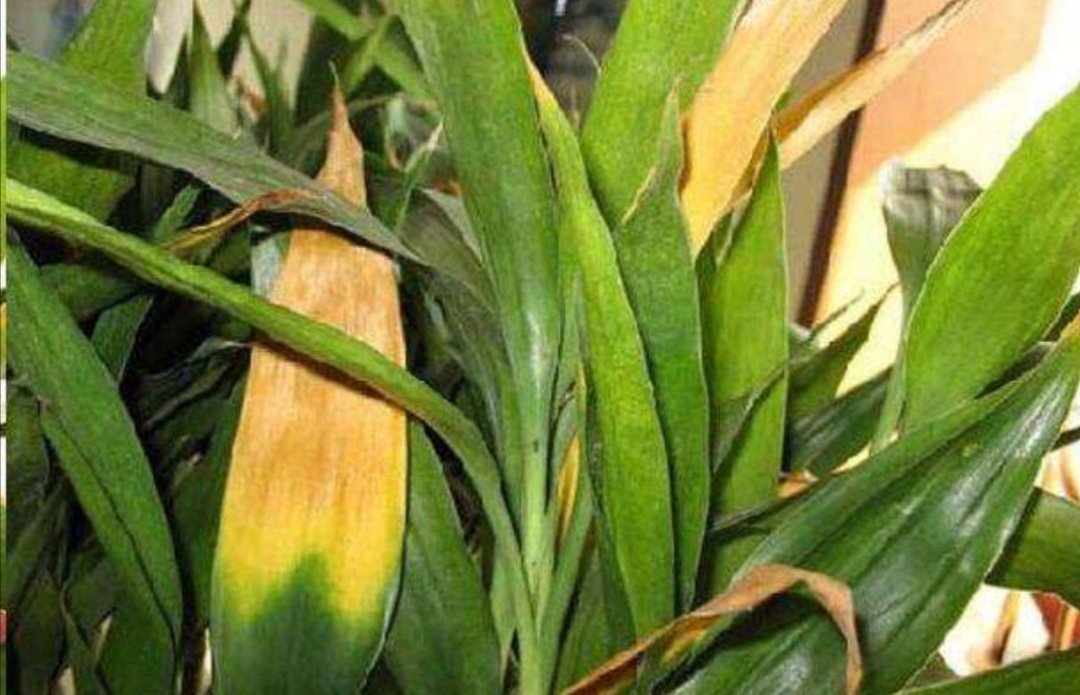 水养富贵竹叶子尖发黄是怎么了,水养富贵竹叶子发黄的原因