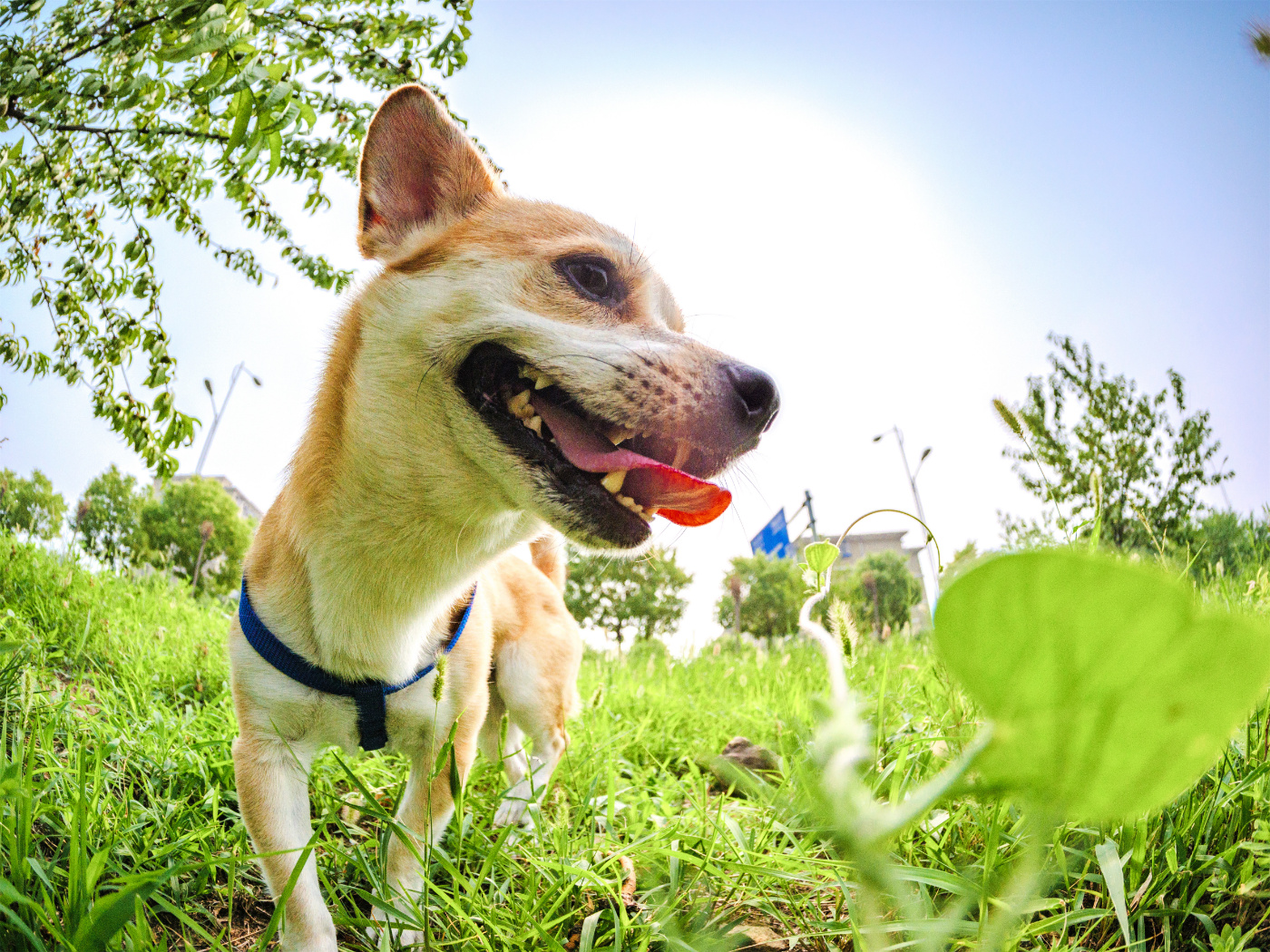 松下G9,到底值不值得买?这里就有你要的答案......