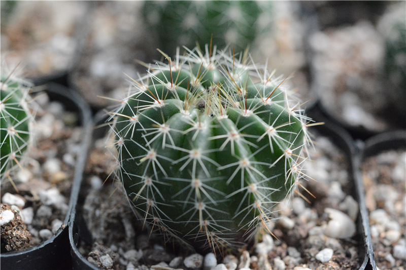 仙人掌开花美图,仙人掌介绍60多种独特的仙人掌