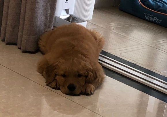 主人给金毛洗澡不听话被打,主人给金毛洗澡金毛一动不动