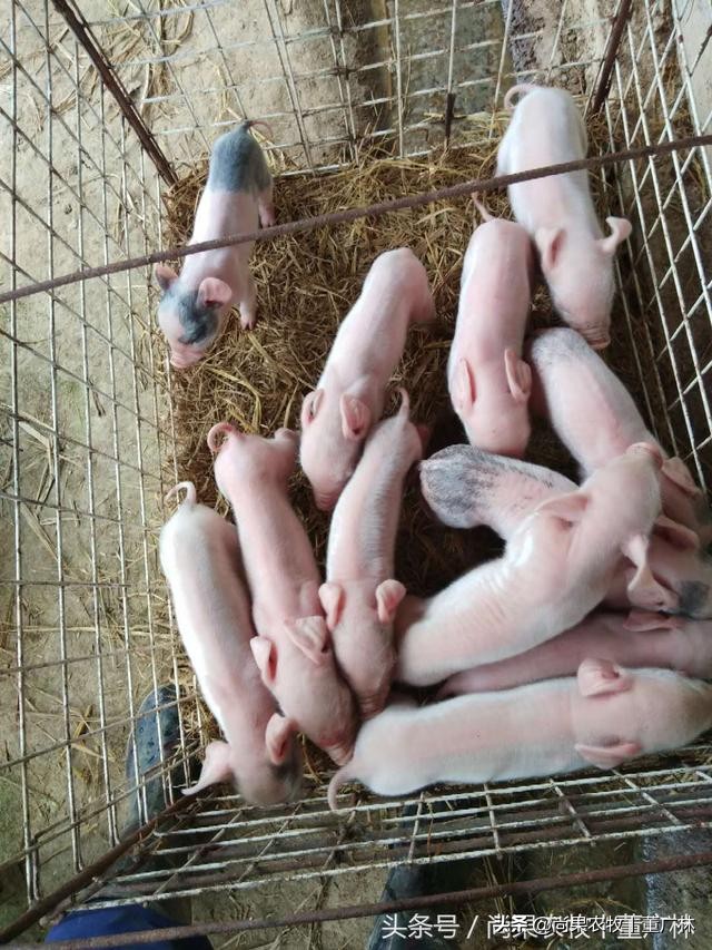 乳猪又吐奶又拉稀怎么办,乳猪腹泻好了之后怎么去护理