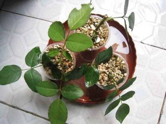 扦插花的快速生根法,哪些花卉可以用扦插的方法插活