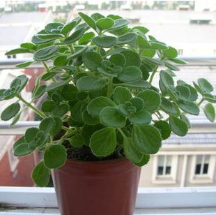 10种易养活的室内植物花,100种家庭花卉种植盆栽大全