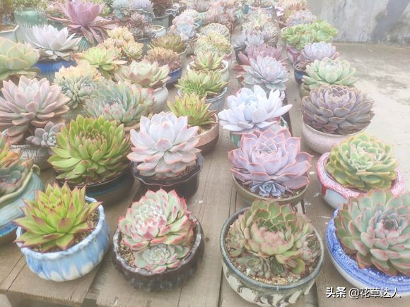 药锦多肉还养得活不,夏天多肉怎么养才能活