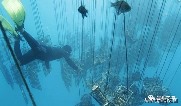 智识珍珠07|南洋白珠：珍珠界的“禁欲系”代表