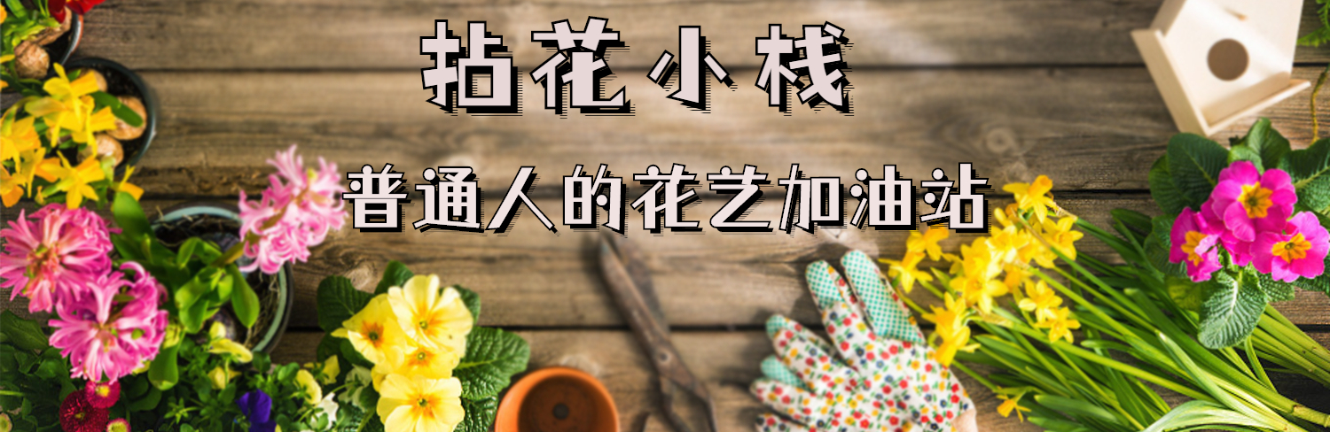 武夷岩茶品种黄玫瑰,武夷黄玫瑰品种介绍