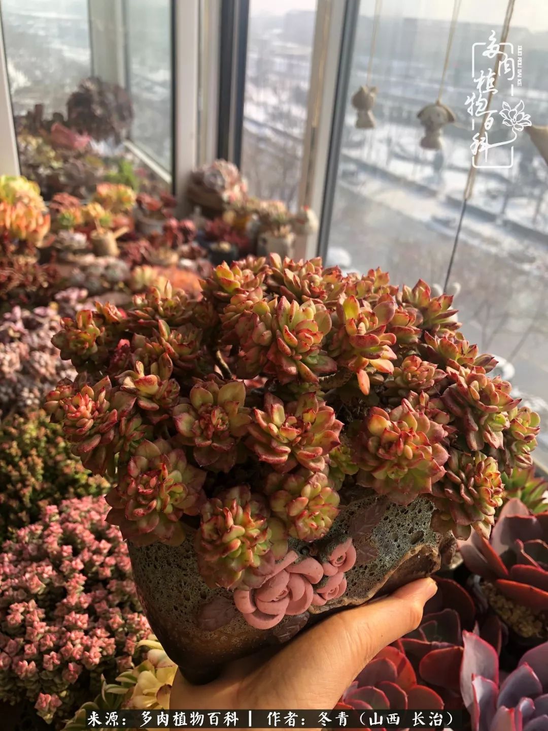 新手养的多肉怎么管理好看,阳台养多肉正确方法