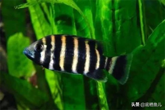 好养爆缸的小鱼,怎样养殖小鱼才能爆缸