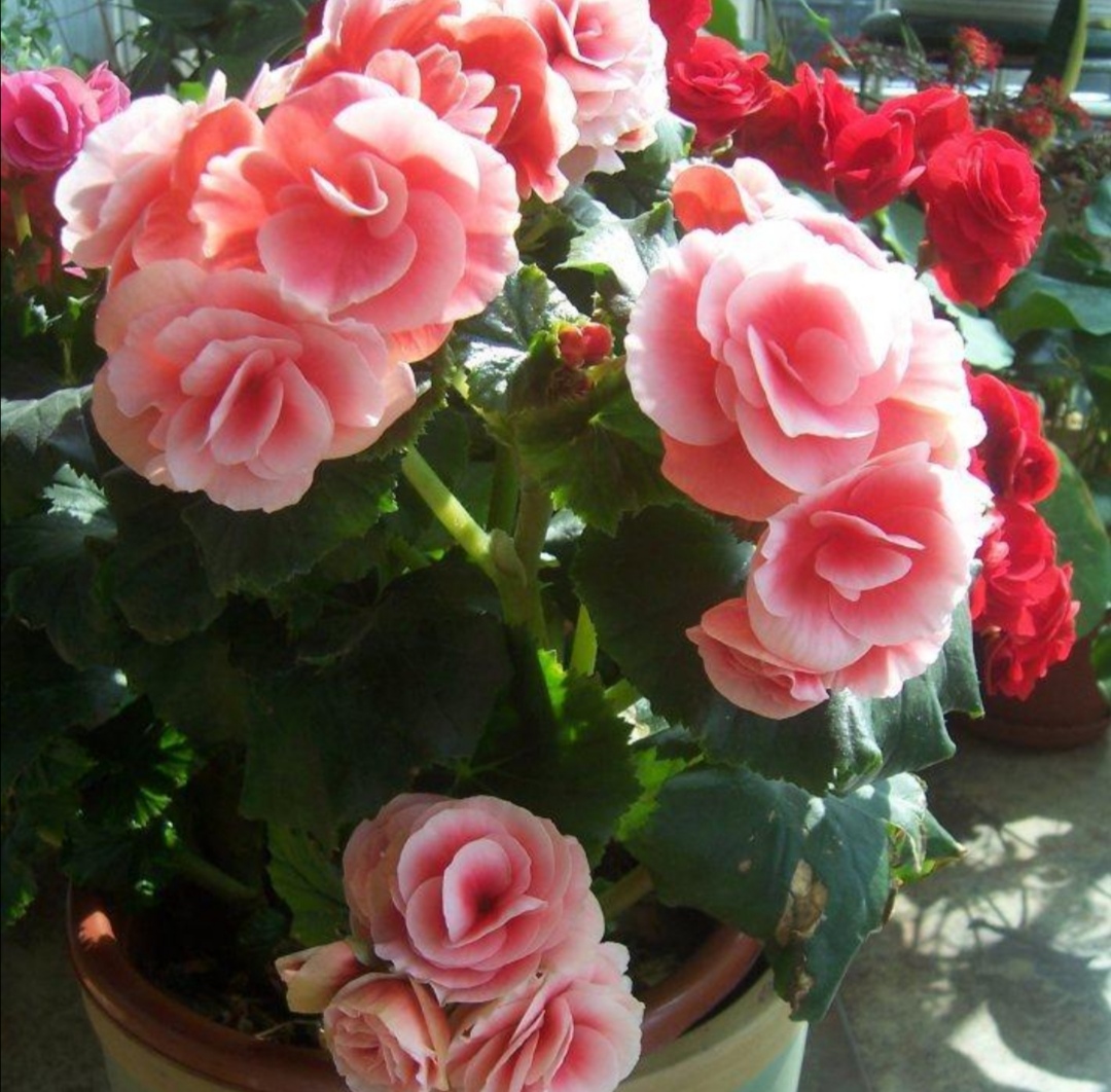 零下三十度户外养花,外面养花