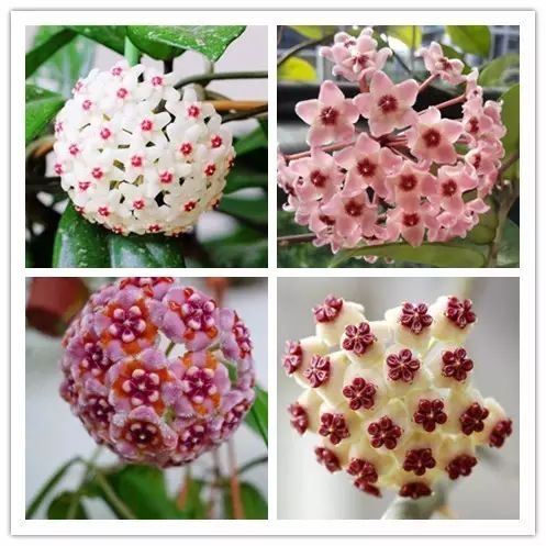 北方喜阴的室内植物花卉有哪些,喜阴耐寒的室外花卉植物有哪些