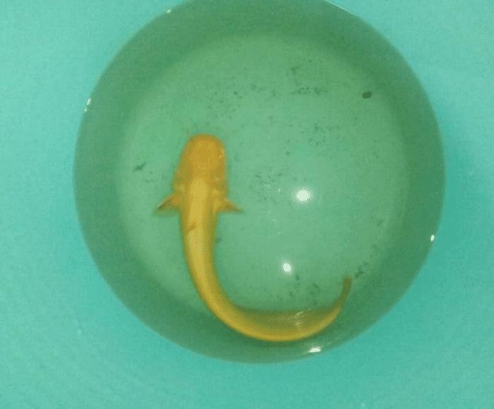 野外钓的鲶鱼可以吃吗,鲶鱼刚钓上来能吃吗