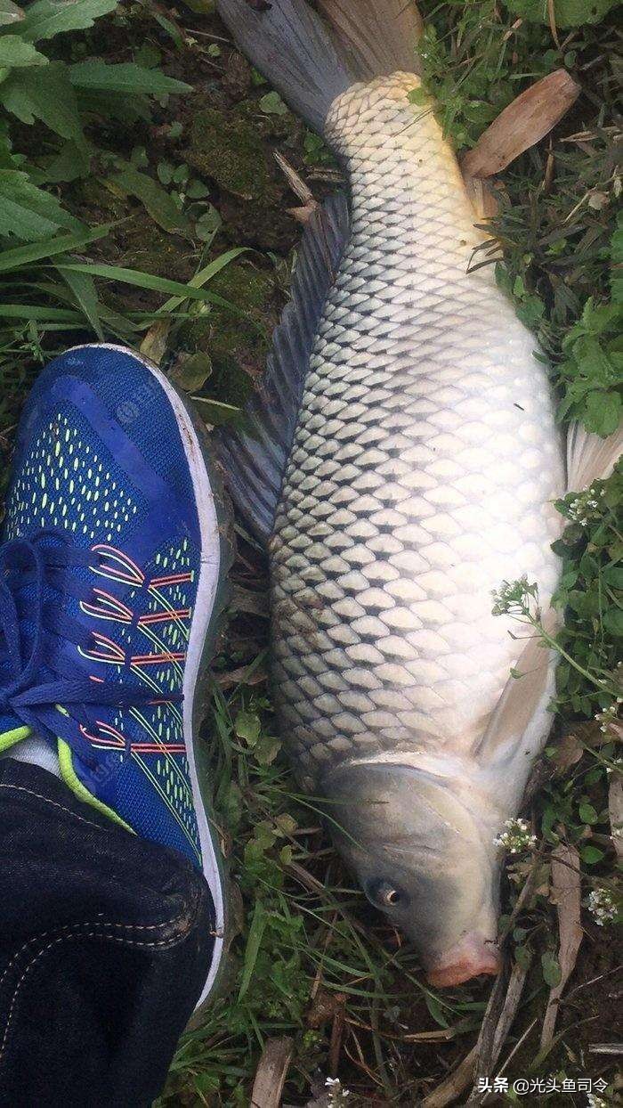 钓鱼小药爆护怎样使用效果好,钓鱼爆护有用吗