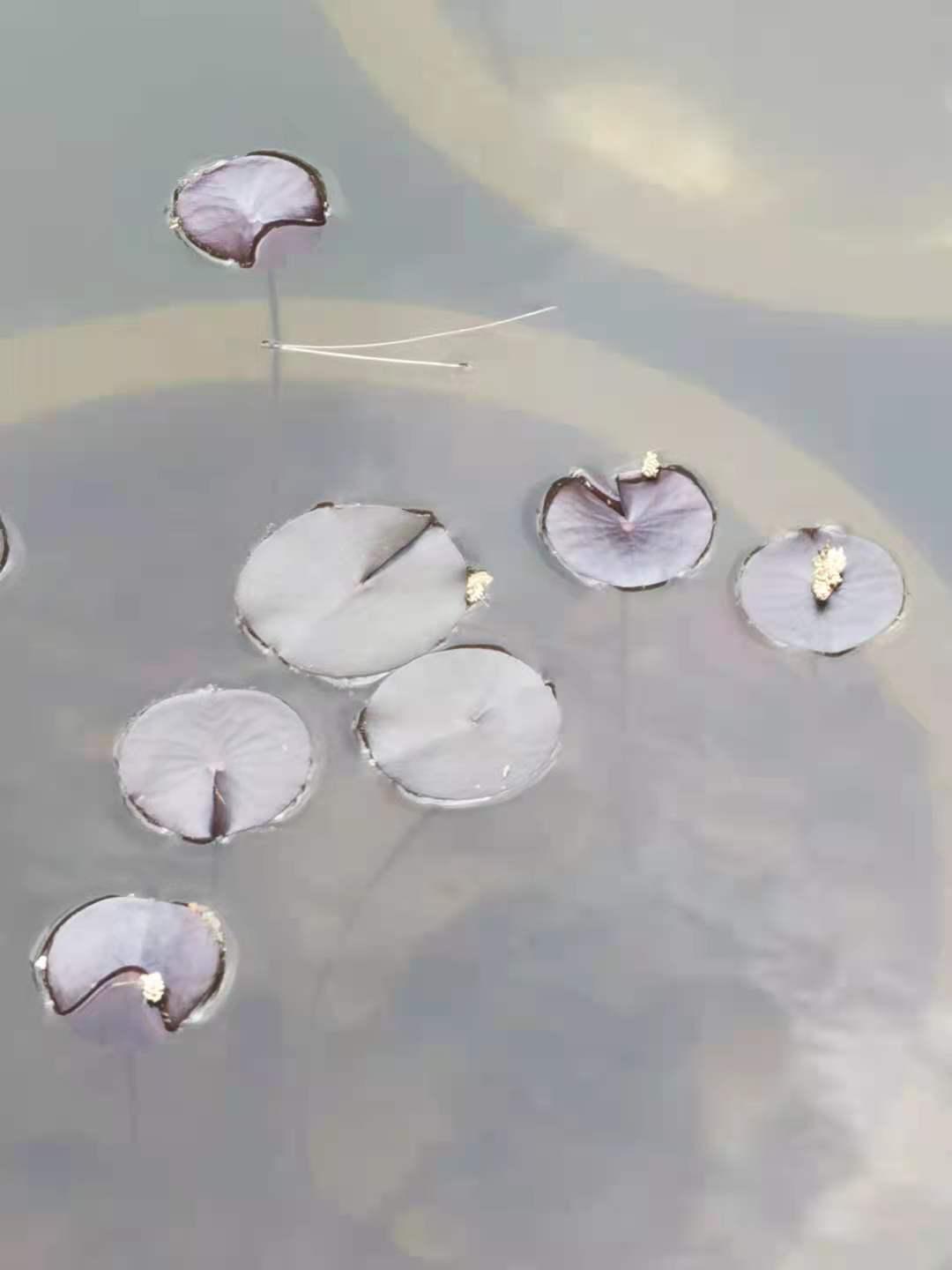 伏牛笔耕苑第263期2021.4.26