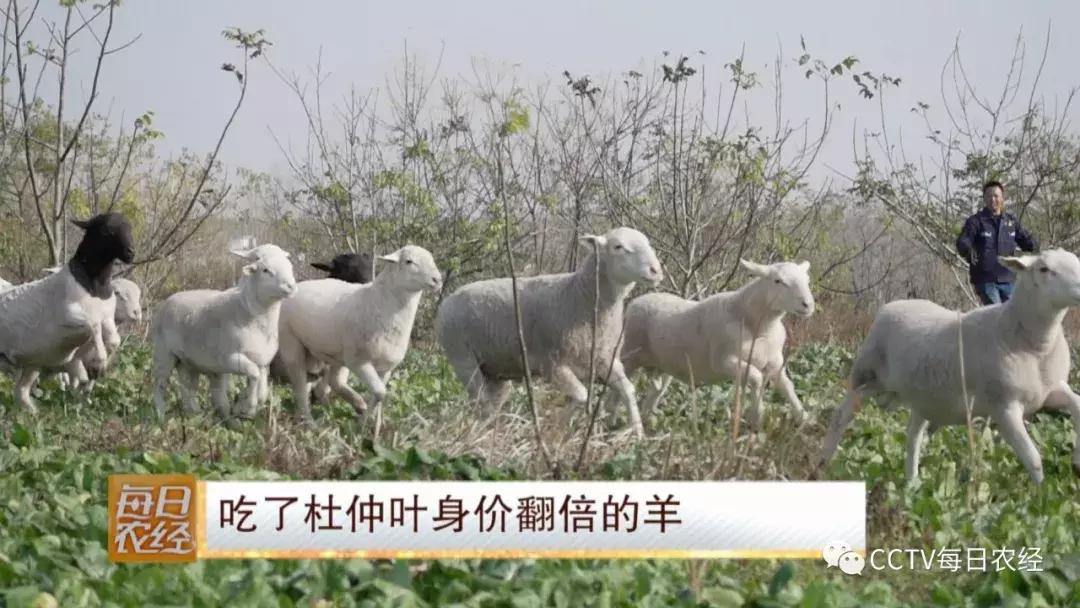 吃得了杜仲，卖的出价钱的羊