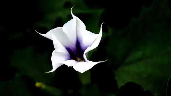 汉蒙,汗蒙药是啥