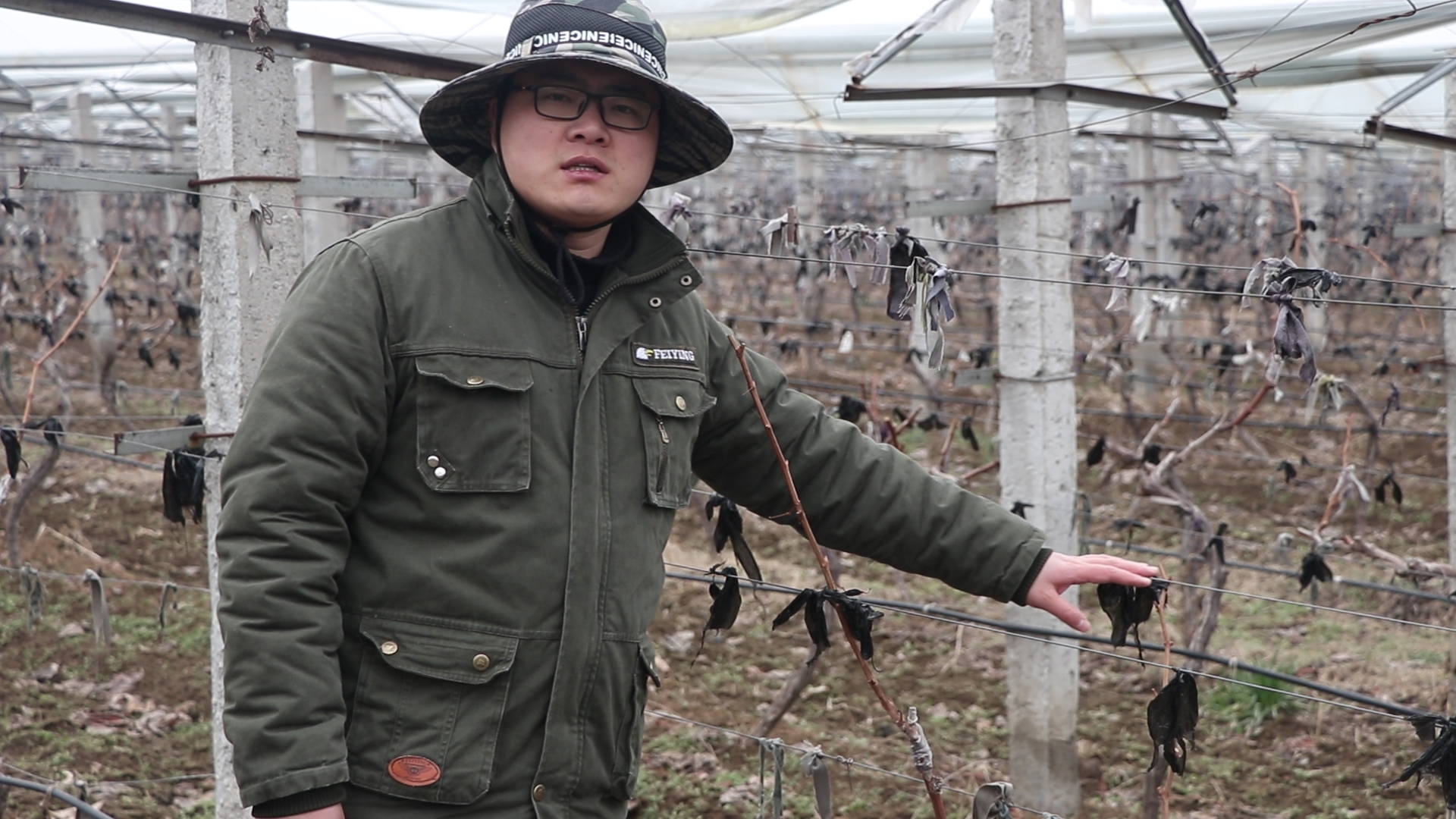 阳台种植葡萄对土深度有要求,阳台可以种葡萄吗种什么品种好