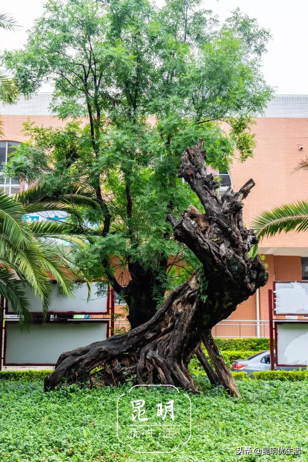 我眼中的云南财经大学,母校云南财经大学