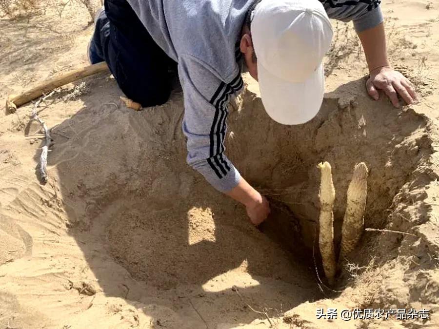 沙漠植物药用价值,沙漠濒危药用植物