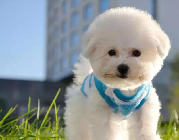 推荐各种狗狗的类型,10种有型罕见的狗狗