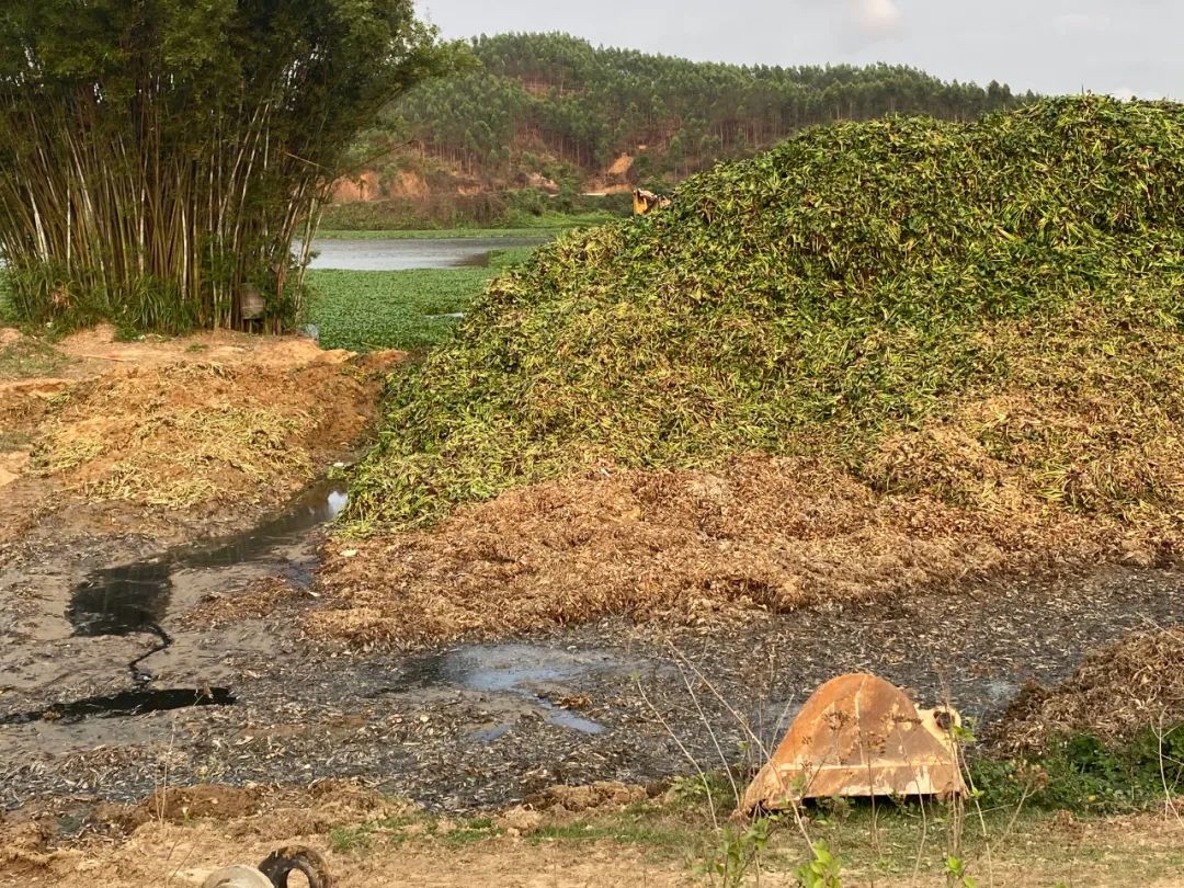 对水浮莲开战阳春清漂任务84万平方米，每天至少清漂8万平方米